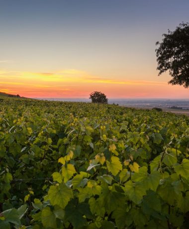 Llanuras, colinas y viñedos