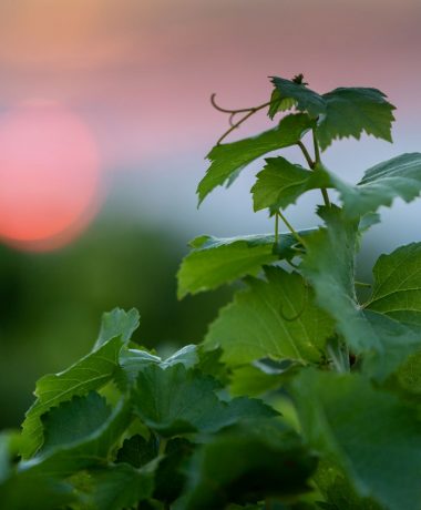 Entre 5 y 10 kilómetros alrededor
