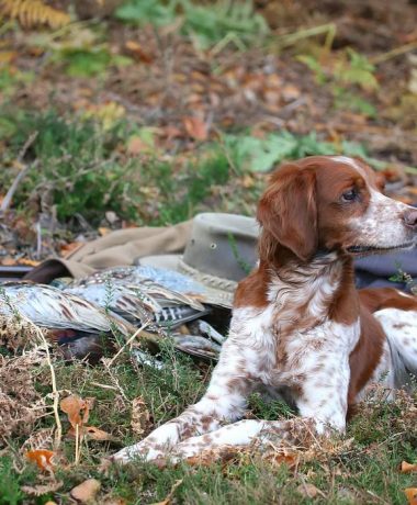 La Federación de Cazadores de Aube