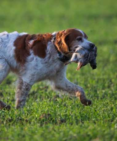 Encontrar un lugar de caza