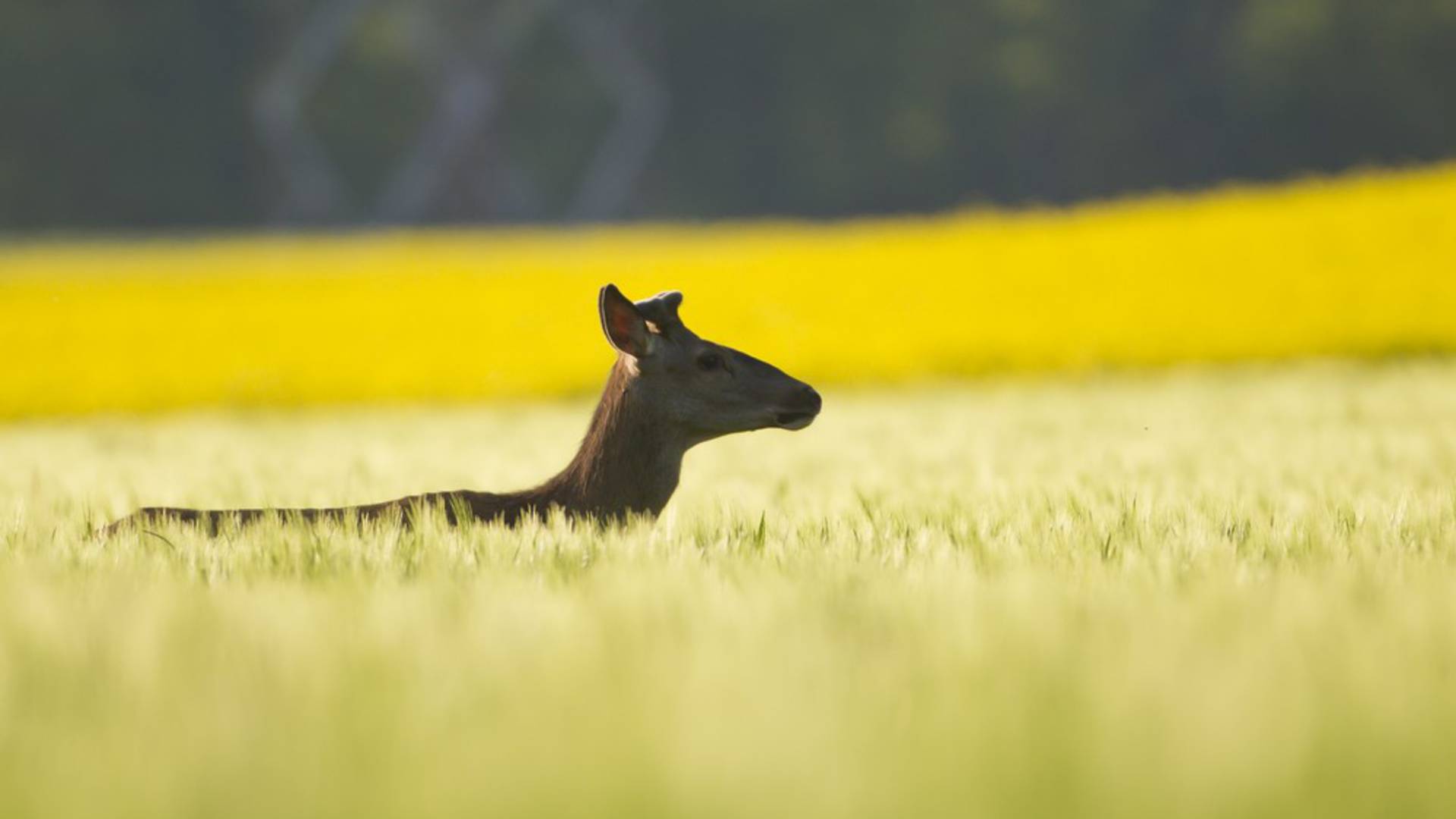 La Federación de Cazadores de Aube