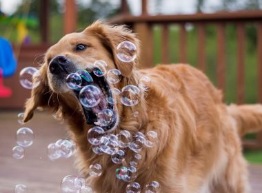 ¡Toutourisme es tan woof!