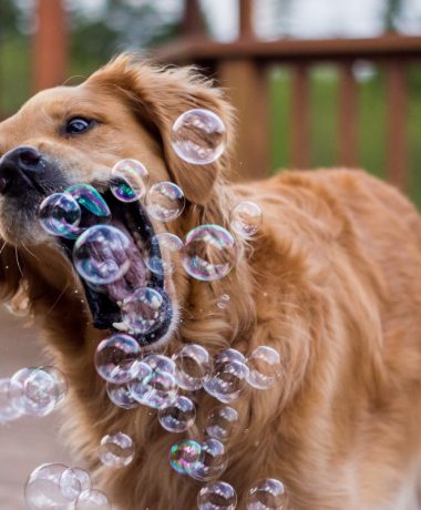 ¡Toutourisme es tan woof!