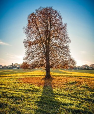 Un universo gráfico