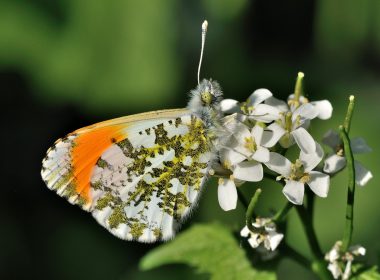 «Aurora» anaranjada y su huésped crucificado