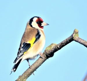 El majestuoso cardón y el bonito jilguero