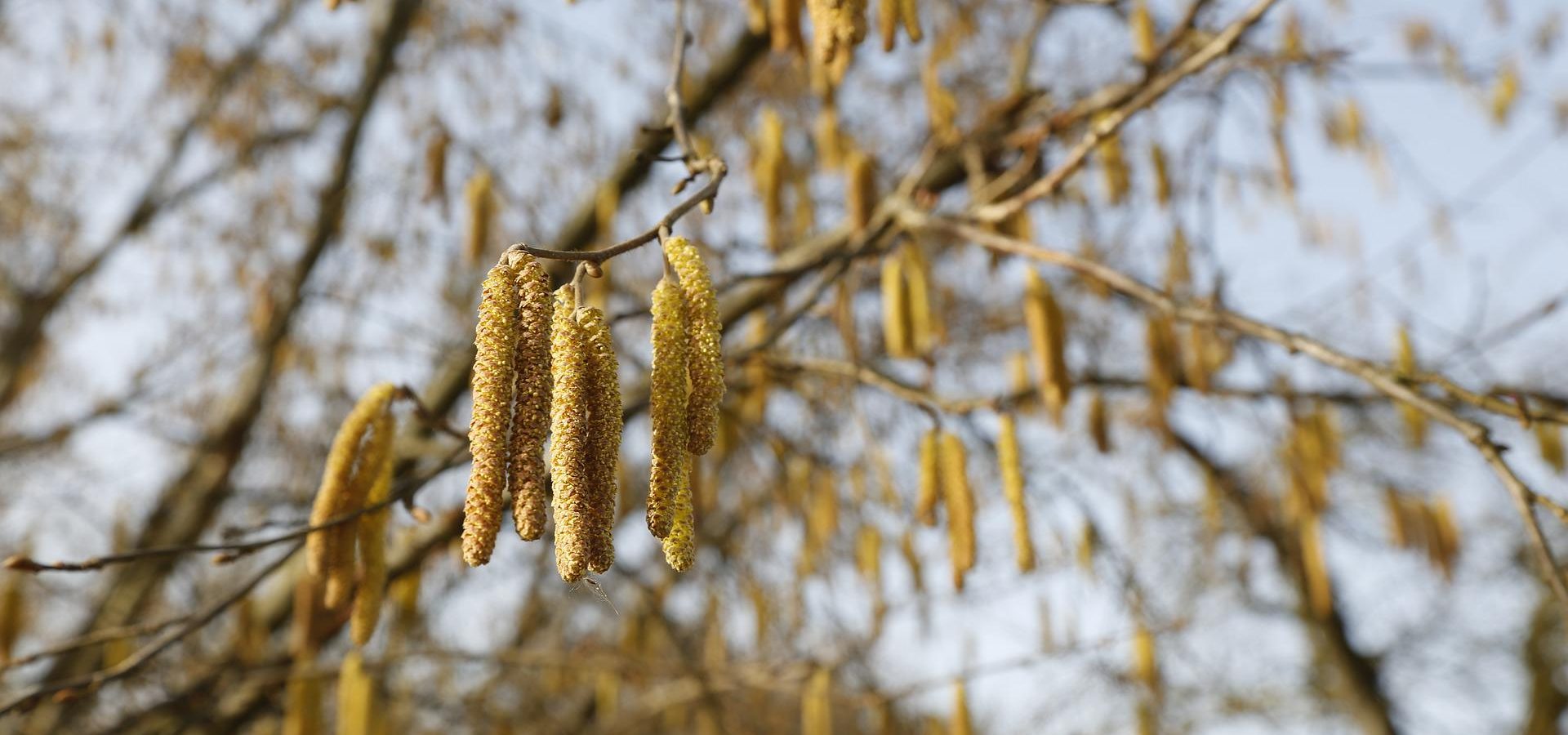 La fantástica aventura de la avellana y su enemigo íntimo, el balanín