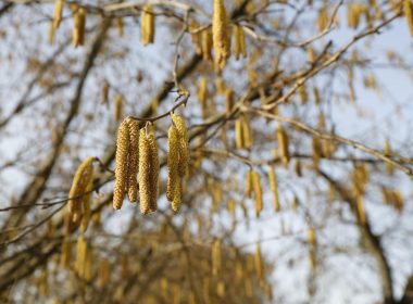 La fantástica aventura de la avellana y su enemigo íntimo, el balanín
