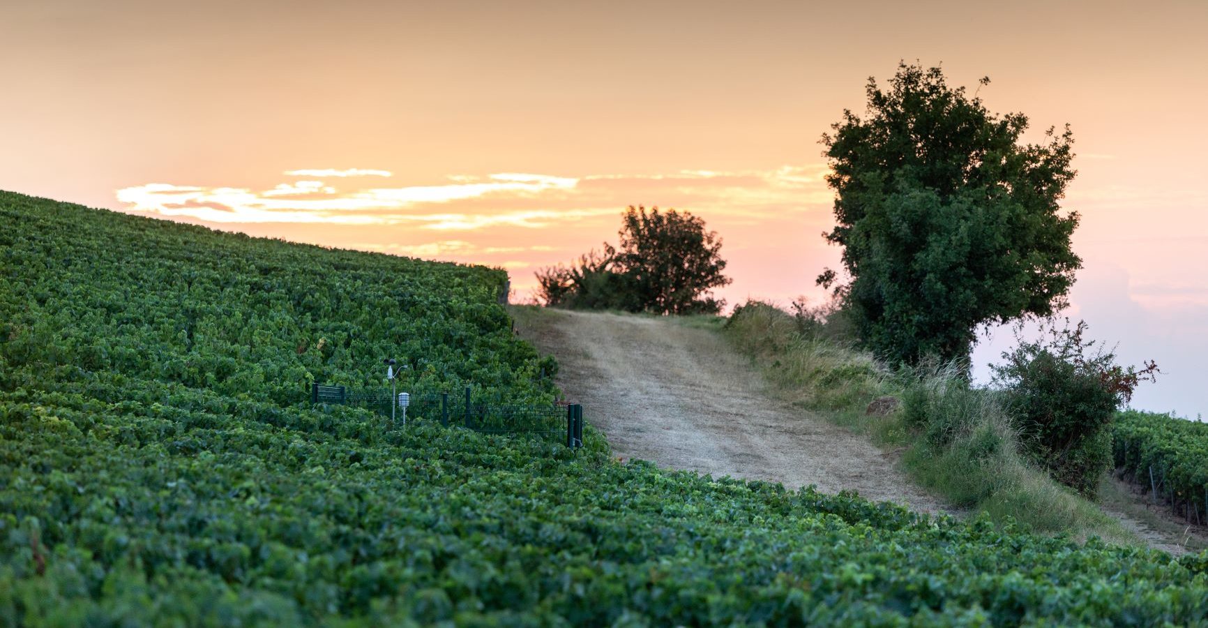 Los caminos de «Terres & Vignes» (Tierra y Viñedos) y las casas rurales