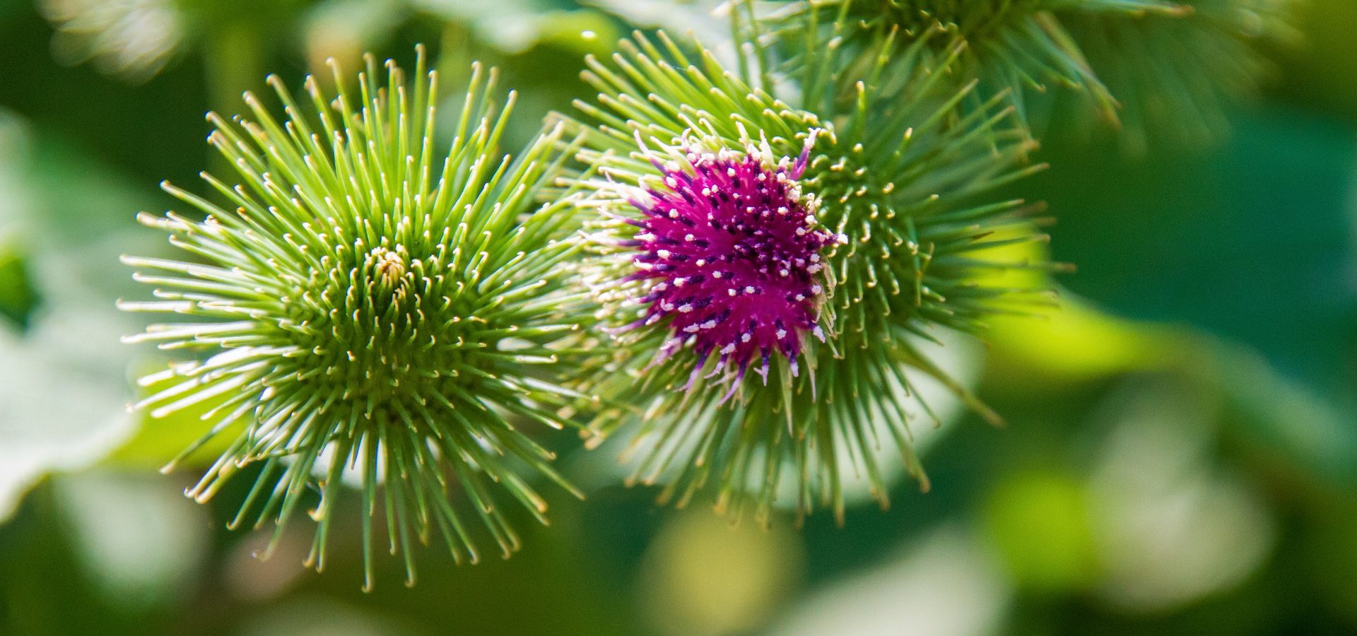 La bardana y Franck, el perro contemplativo