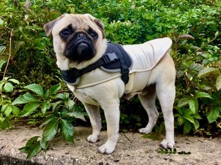 La bardana y Franck, el perro contemplativo