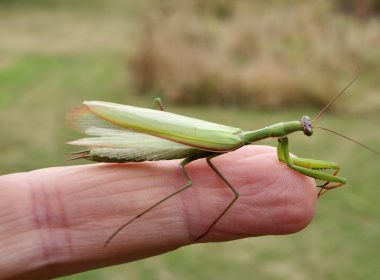 La piadosa y perturbadora mantis religiosa