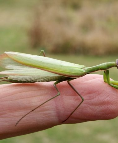 La piadosa y perturbadora mantis religiosa