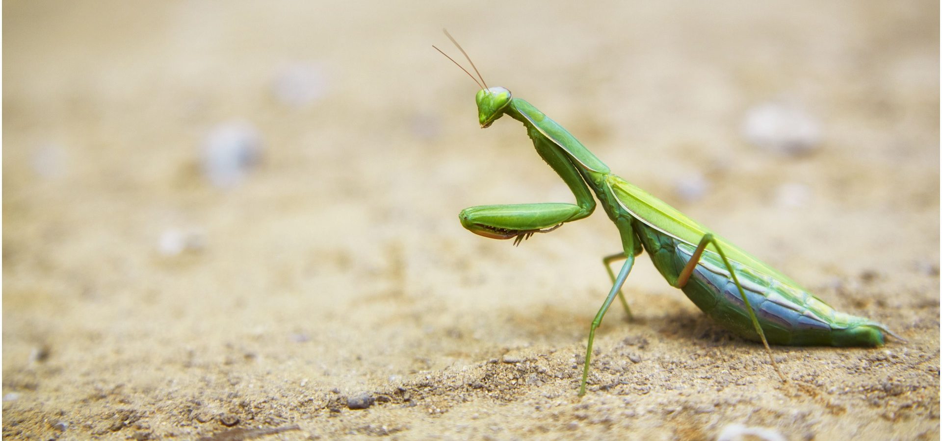 La piadosa y perturbadora mantis religiosa