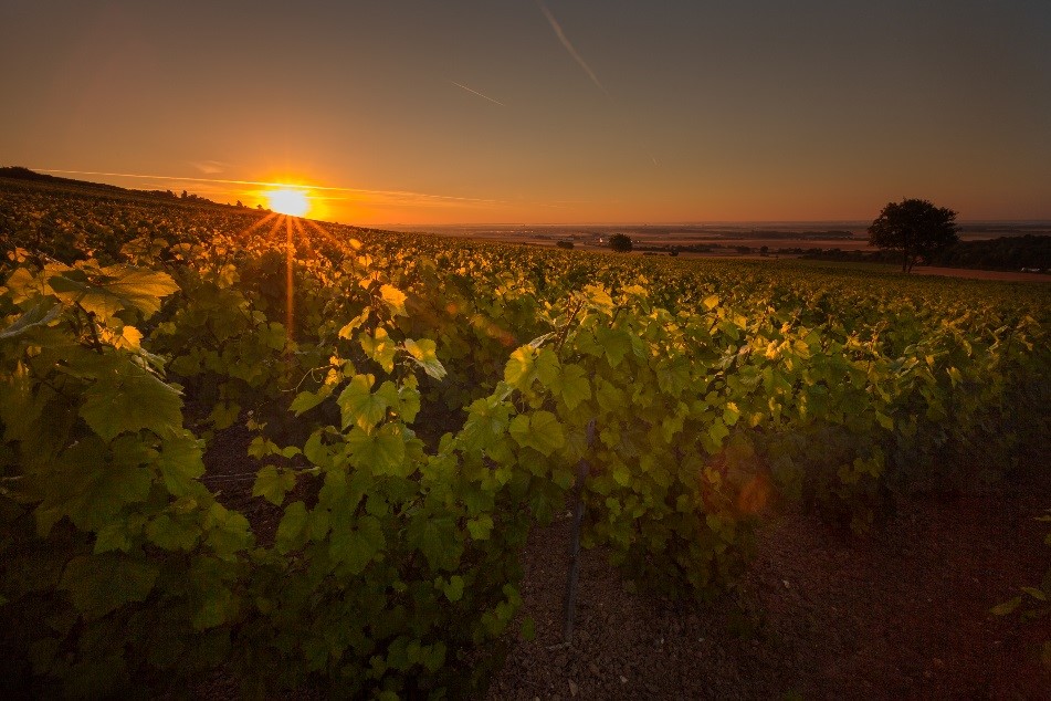 Champagne at the gates of Troyes