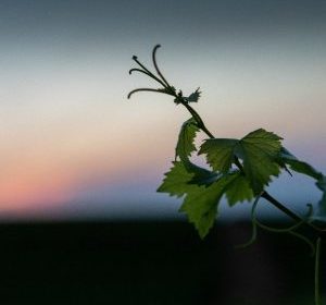 Champagne at the gates of Troyes