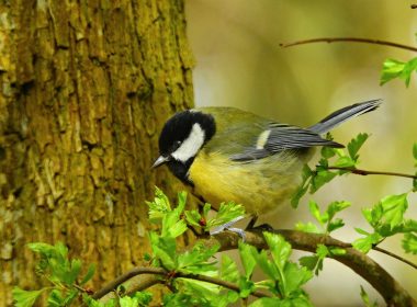 La gran teta y Jack-Jack, el gato pacífico