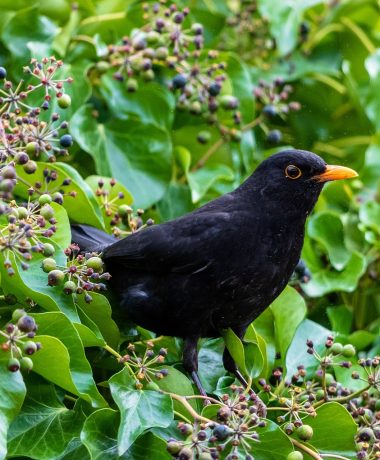La hiedra trepadora y el mirlo
