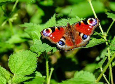 La mariposa pavo real y la ortiga