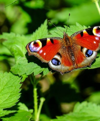 La mariposa pavo real y la ortiga