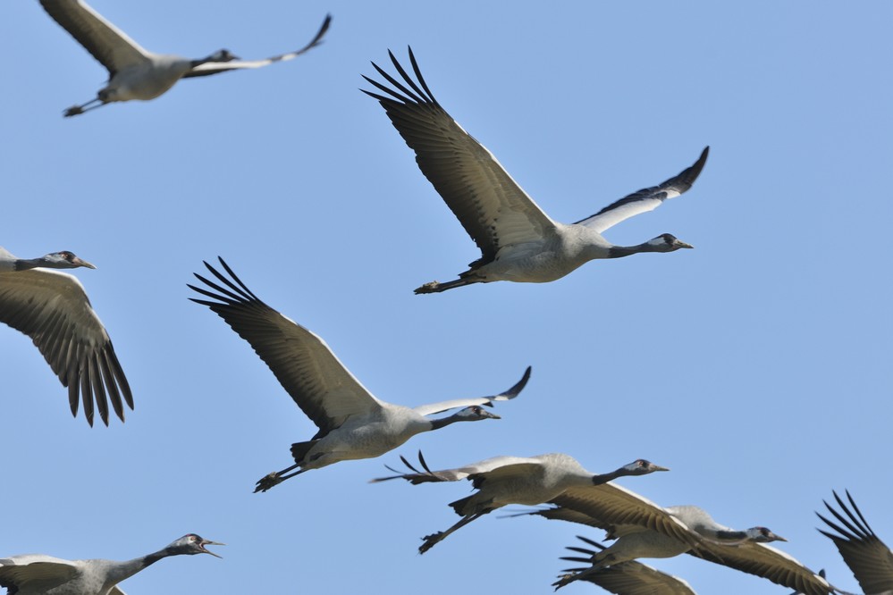 Los lagos: la peregrinación de las aves