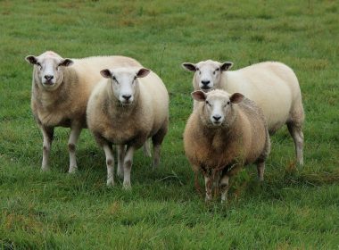 «99 ovejas y un residente de Champagne hacen 100 animales»