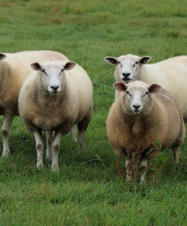 «99 ovejas y un residente de Champagne hacen 100 animales»