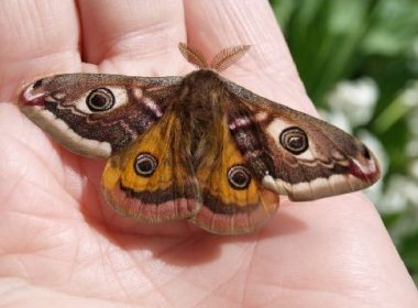 La pequeña polilla emperador brillante del departamento de Aube
