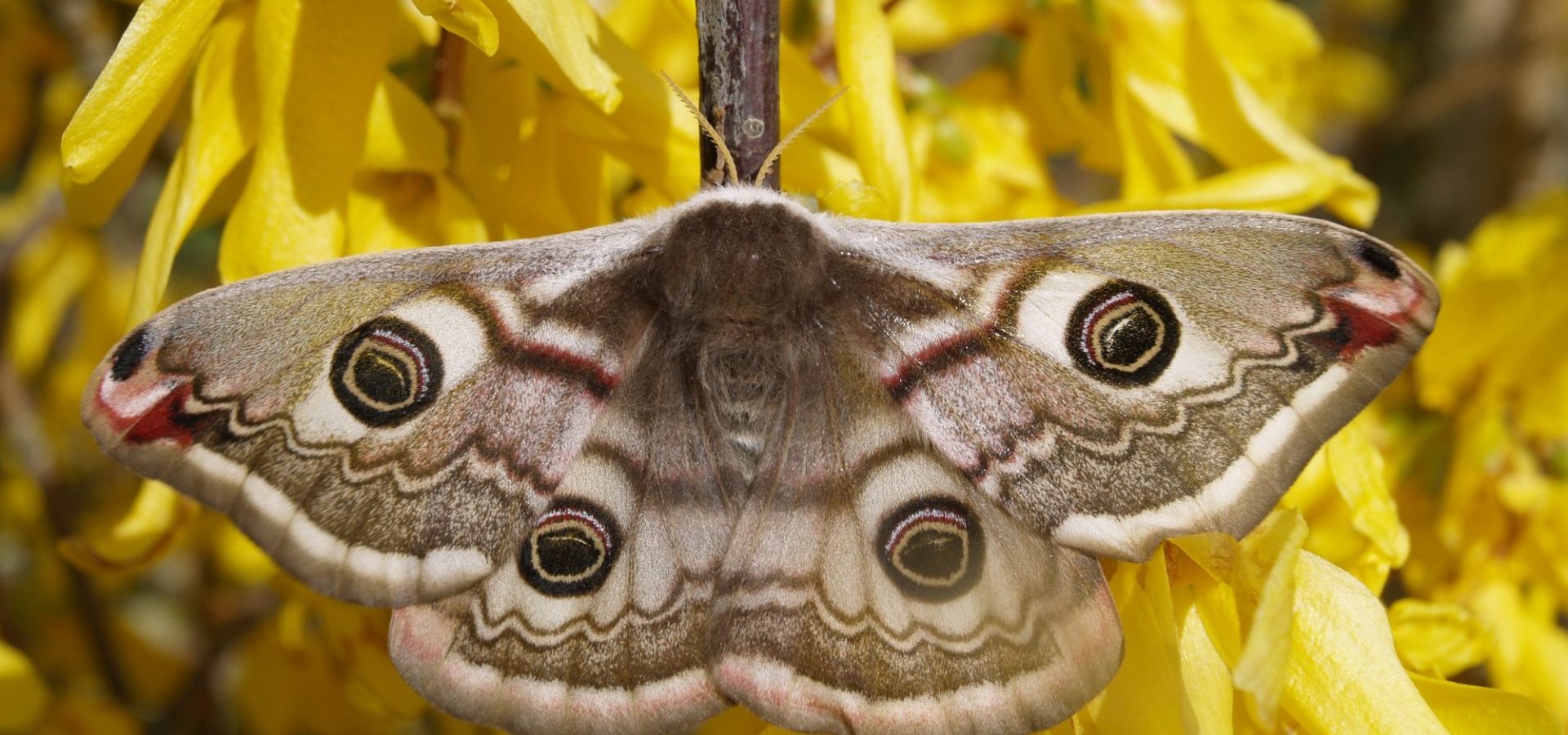 Los amores de la pequeña polilla emperador de Champagne