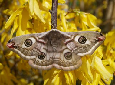 Los amores de la pequeña polilla emperador de Champagne