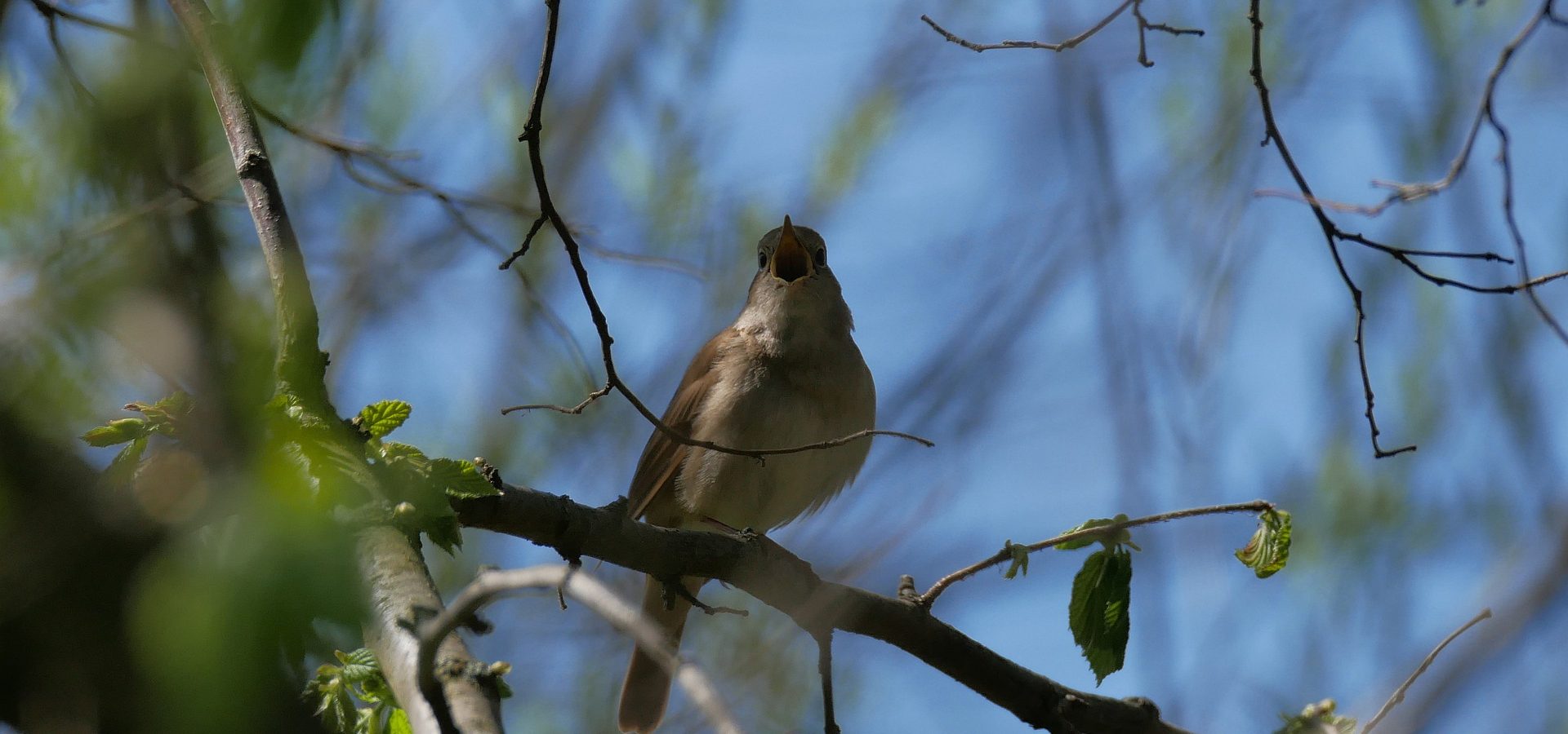 En homenaje al Embajador de las Aves
