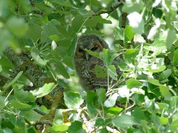 Noches blancas de reinas rojas