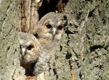 Noches blancas de reinas rojas