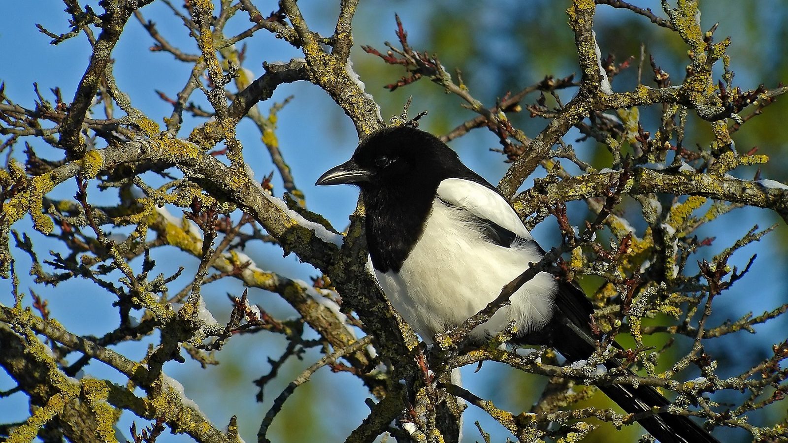 Todo lo que nunca oyes sobre la urraca