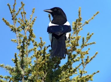 Todo lo que nunca oyes sobre la urraca