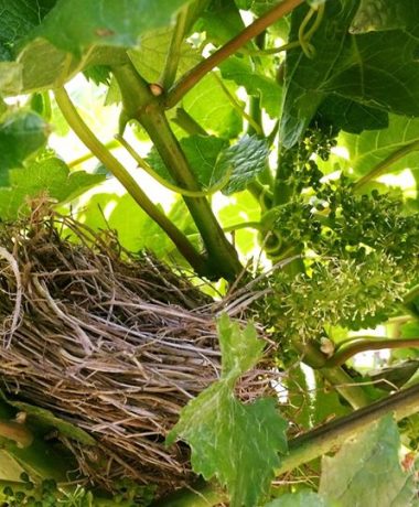 Puntuación de la naturaleza