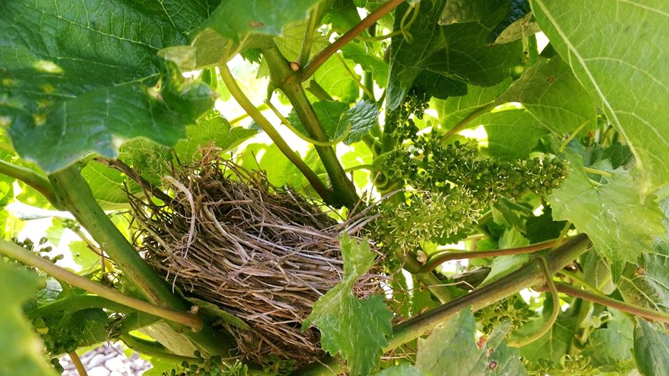 Puntuación de la naturaleza