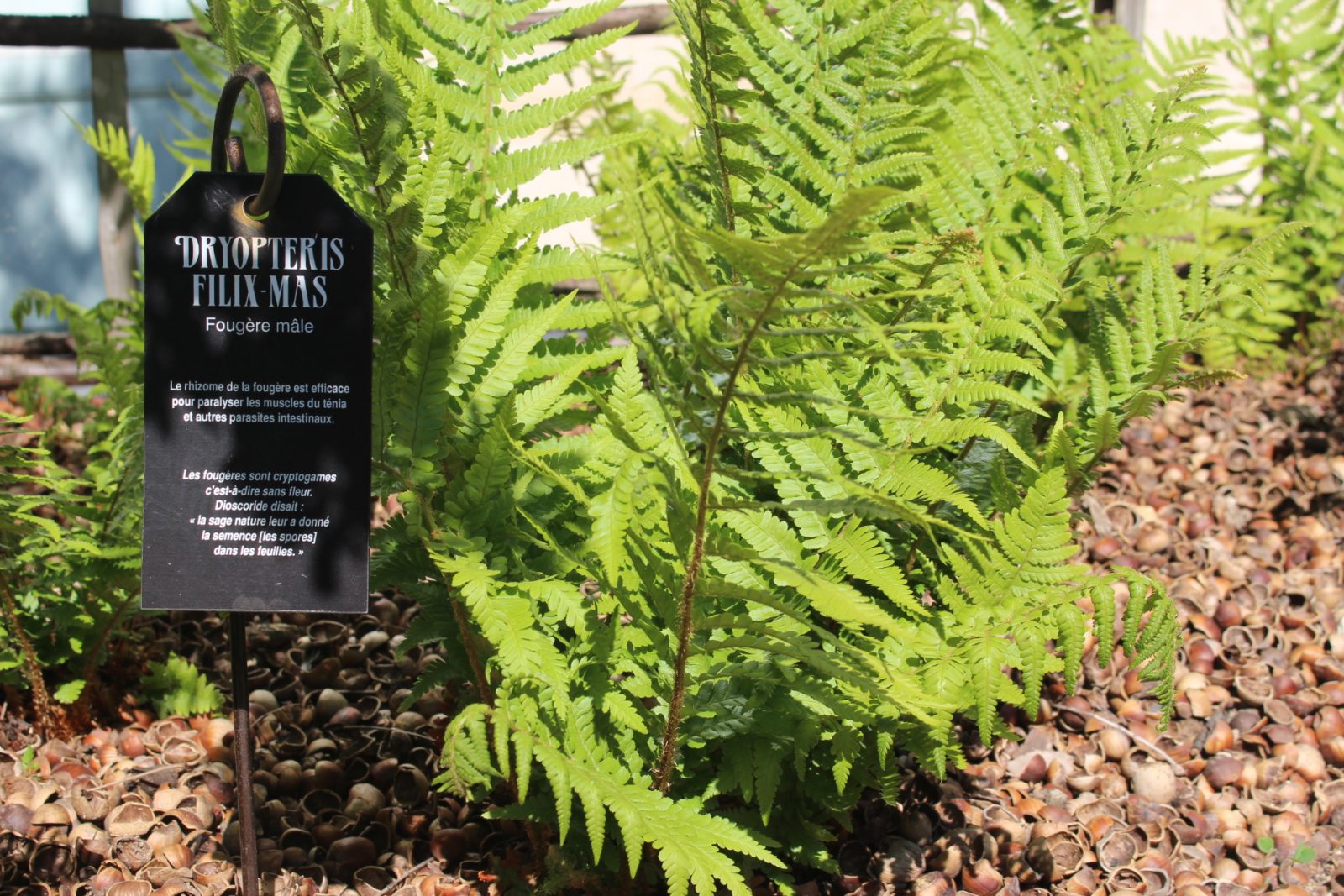 Flânerie – Remèdes et plantes du Moyen Age