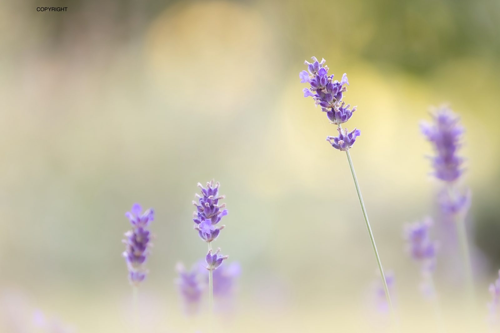 Atelier «Naturopathie en Eté»