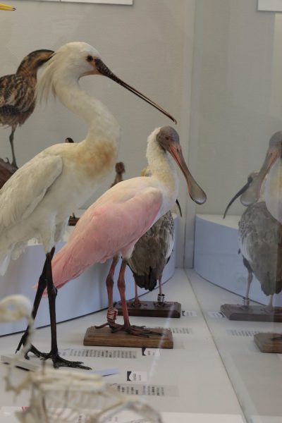 Visite-atelier «à la découverte des oiseaux»